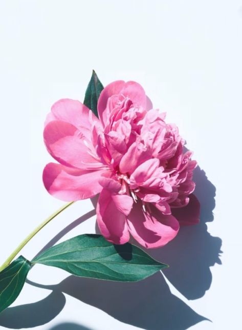 Hover Product Image